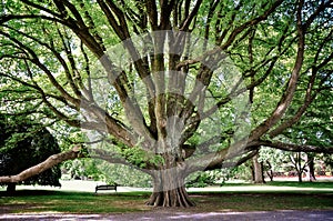 Majestic tree in Christchurch botanic garden New Zealand