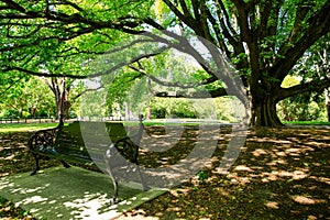 Majestic tree in Christchurch Botanic Garden, New Zealand