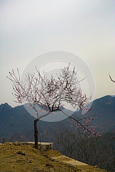 Majestic tree on a lush hill with distant mountains.