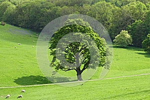 Majestic tree in the meadow.