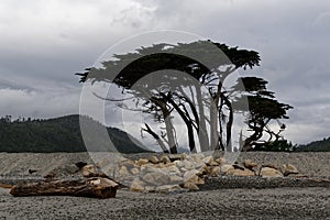 Majestic trees against stormy sky