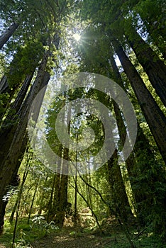 The majestic trees of the Sequoia forest near Santa Cruz, Calfornia