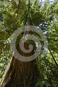 The majestic trees of the Sequoia forest near Santa Cruz, Calfornia