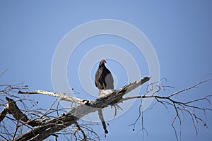 Majestic Turkey Vulture