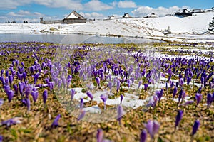 Majestic view of blooming spring crocuses poking from late snow in mountains.