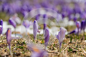 Majestic view of blooming spring crocuses poking from late snow in mountains.