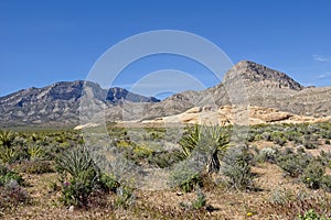 Majestic Mountains in the background at Red Rock Canyon Nature Conservancy photo