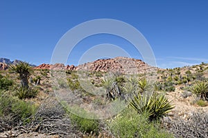 Majestic Mountains in the background at Red Rock Canyon Nature Conservancy photo