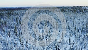 Majestic view of winter pine tree forest from above, Northern Sweden, around Umea city, filmed late December, when winter day is