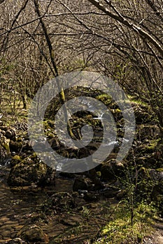 Majestic Waters: Exploring the Untouched Splendor of a Mountain River in Cantabria\'s Wilderness