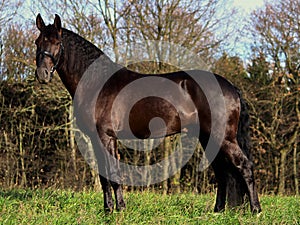 Majestic, well bred French Trotter horse in a grassland