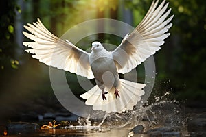 Majestic white dove taking flight over water