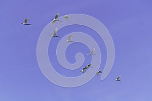 Great Egret, aka the common egret, large egret, or great white heron. photo