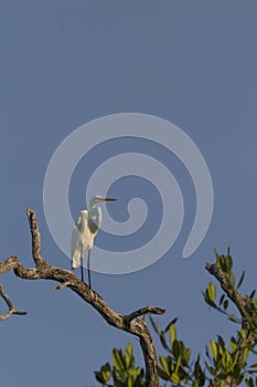 Great Egret, aka the common egret, large egret, or great white heron. photo