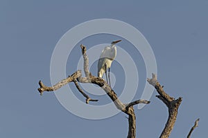 Great Egret, aka the common egret, large egret, or great white heron. photo