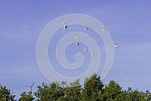 Great Egret, aka the common egret, large egret, or great white heron. photo