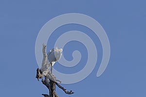 Great egret, aka the common egret, large egret, or great white heron. photo