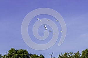 Great egret, aka the common egret, large egret, or great white heron. photo