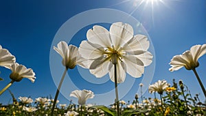 A majestic white flower blooming against a vibrant blue sky, its delicate petals reaching towards the sun.