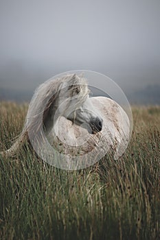 Majestic white horse standing in a lush, grassy field