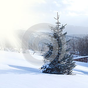Majestic white spruces glowing by sunlight on the snowy mountain top in winter