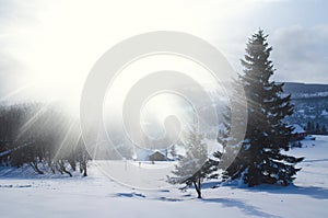 Majestic white spruces glowing by sunlight on the snowy mountain top in winter