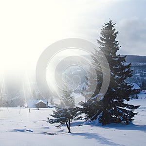 Majestic white spruces glowing by sunlight on the snowy mountain top in winter