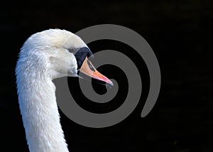 Majestic White Swan (Cygnus olor) in Dun Laoghaire, Dublin, Ireland