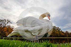 A majestic white swan in the grass at a lake