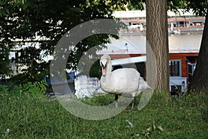 Majestic white Swan on the lake