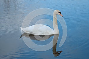 Majestic white swan moving through blue water. photo