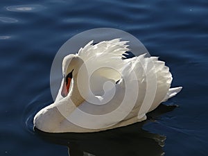 The majestic white swan seems to adore in the reflections of the calm water of the lake