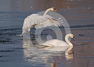 Majestic white swans glide gracefully across a tranquil body of water