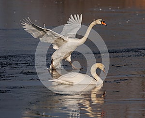 Majestic white swans glide gracefully across a tranquil body of water