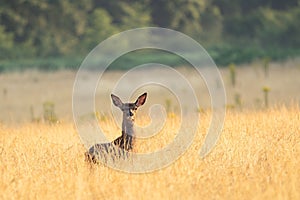 Majestic white-tailed deer stands in a grassy meadow, surrounded by peaceful scenery.