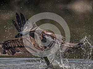 Majestic White-tailed Eagle soaring through a serene body of water