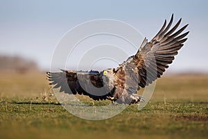 Majestic White Tailed Eagle takes landing on a lush, grassy field, its wings spread wide