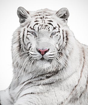 Majestic white tiger