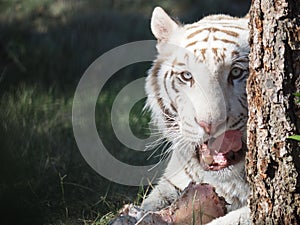 Majestic white tiger lies peacefully in a reclined pose