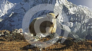 Majestic white yak against the backdrop of snowy mountains in Nepal. Gimbal shot of yak animal basking in the sun on the