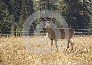 A Majestic Whitetail Buck