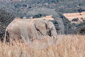 African Elephant in Pilanesberg South Africa wildlife safari