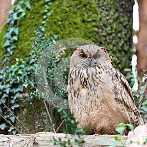 Majestic wild allocco sitting on tree