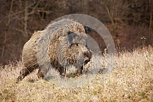 Majestic wild boar walking on a meadow in sunny autumnal morning