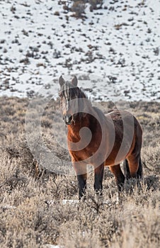 Majestic Wild Horse near Challis Idaho in Winter