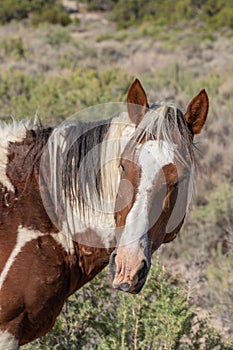 Majestic Wild Horse Portrait