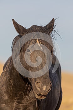 Majestic Wild Horse Portrait