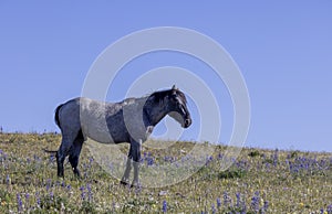 Majestic Wild Horse in the Pryor Mountains in Summer photo