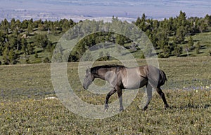 Majestic Wild Horse in Summer in the Pryor Mountains photo