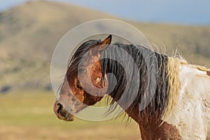 Majestic Wild Horse Side Portrait